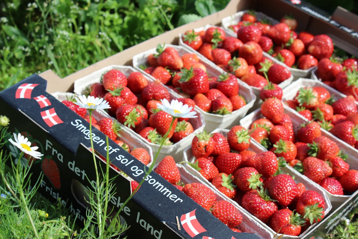 Samsø Sommerhusudlejning